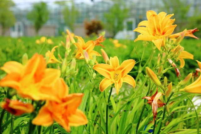 校地攜手讓小小萱草花釋放大能量。學校供圖