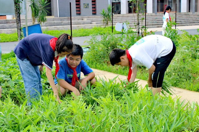 鐘山鎮(zhèn)第七小學(xué)的少先隊(duì)員代表們正在黨員教師的帶領(lǐng)下采摘成熟的蔬菜。 (2).jpg